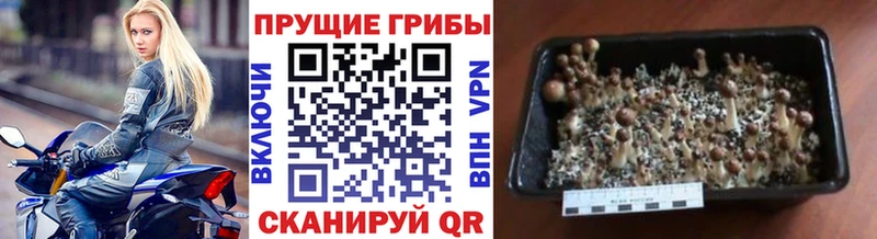 Галлюциногенные грибы Psilocybe  Лукоянов 